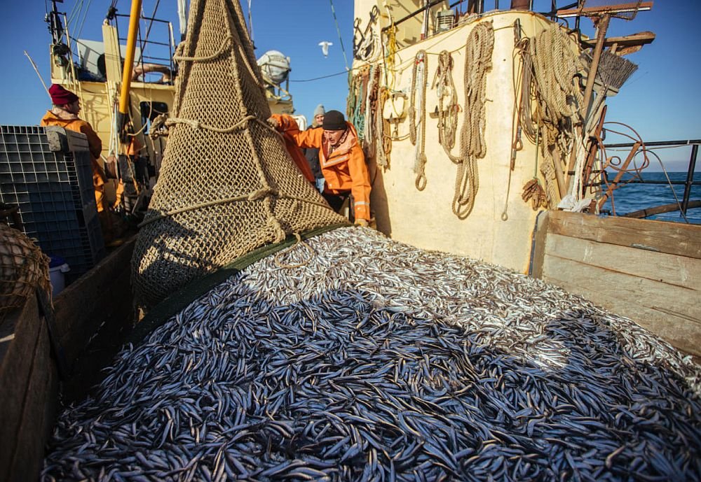 По итогам года севастопольские и крымские рыбаки добыли 69 тысяч тонн водных биоресурсов