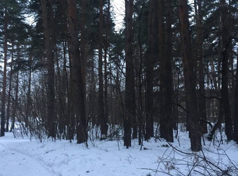 Булонский лес в Подмосковье будет жить