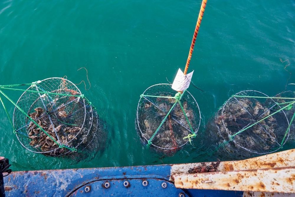 В Севастополе ищут замену французским поставкам в сфере аквакультуры