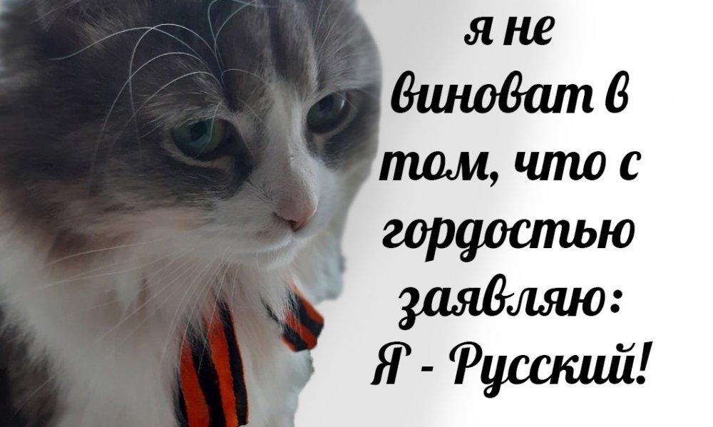 Русские своих котов не бросают!