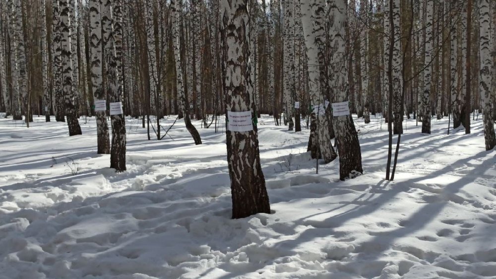Жители Краснолесья готовы защищать каждое дерево в Березовой роще от топоров Ананьева