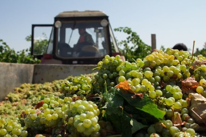 Севастопольские аграрии могут заместить зарубежные вина – Михаил Развожаев