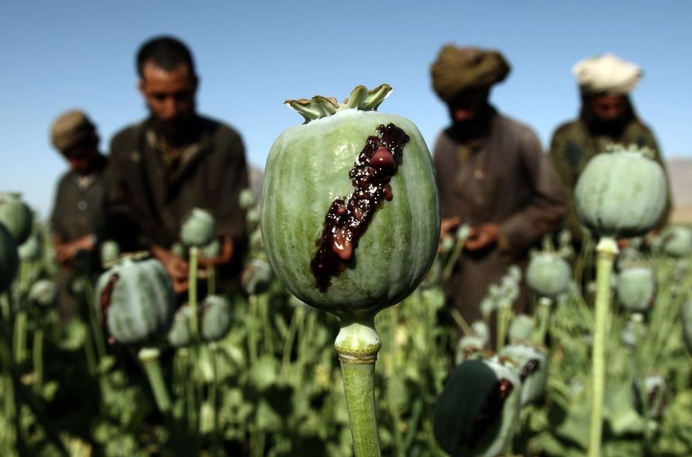 Талибы* наносят удар по теневым доходам США