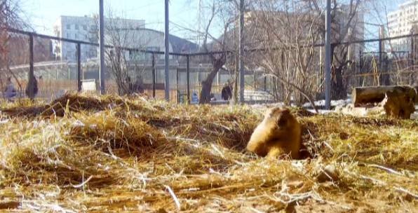 Срочные новости: в Московском зоопарке позирует выдра и дремлет белый медведь