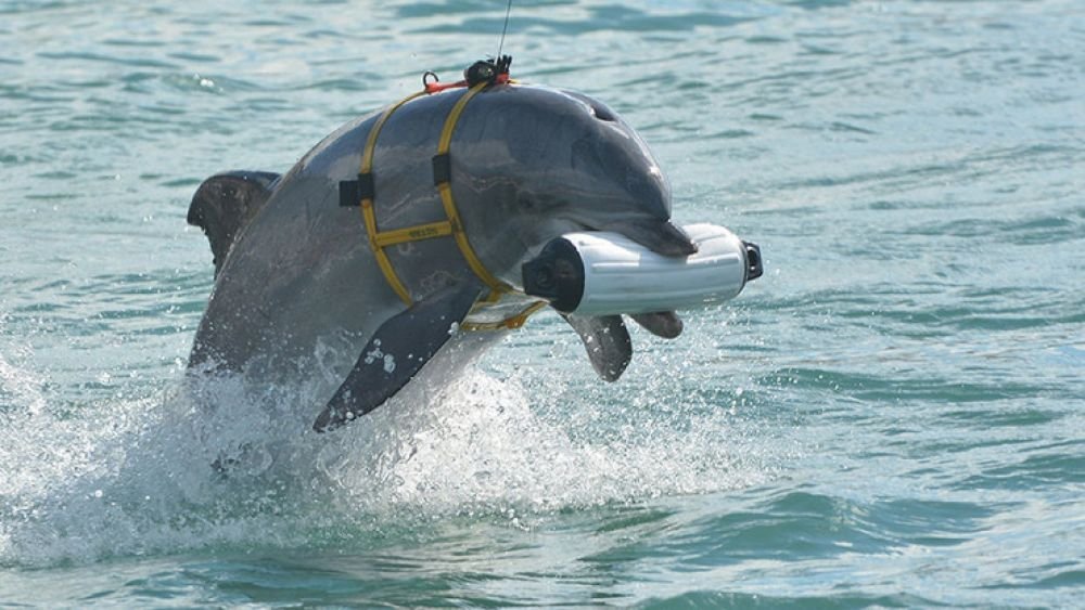 Боевые дельфины охраняют Севастопольскую бухту от украинских диверсантов - The Washington Post