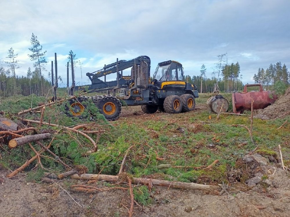Известный эколог рассказал о варварской вырубке лесов на Финском заливе