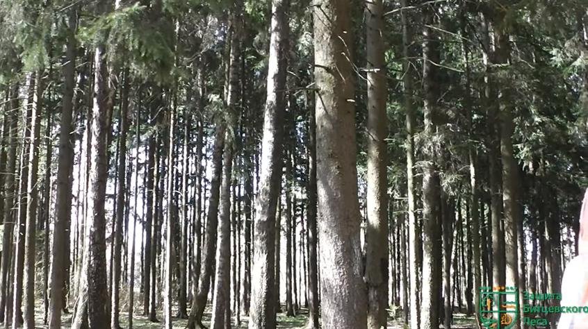 Битцевский лес – лесная экосистема, благоустройство для него губительно и не имеет юридических оснований