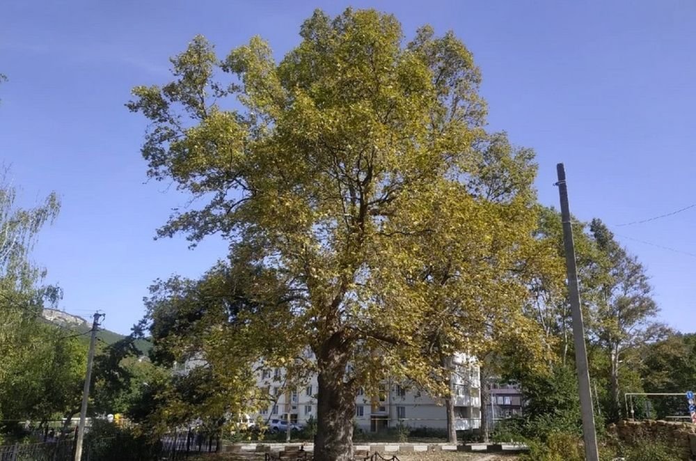 В Севастополе статус памятника природы присвоен уникальному "Платану Палласа"