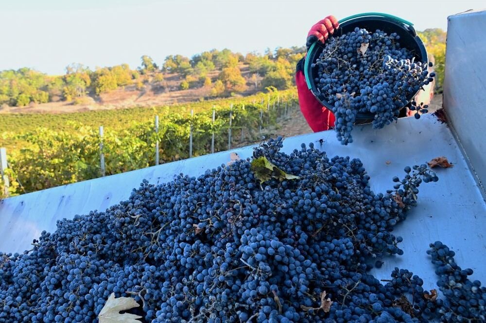 Севастопольские аграрии завершают сбор винограда с рекордными результатами