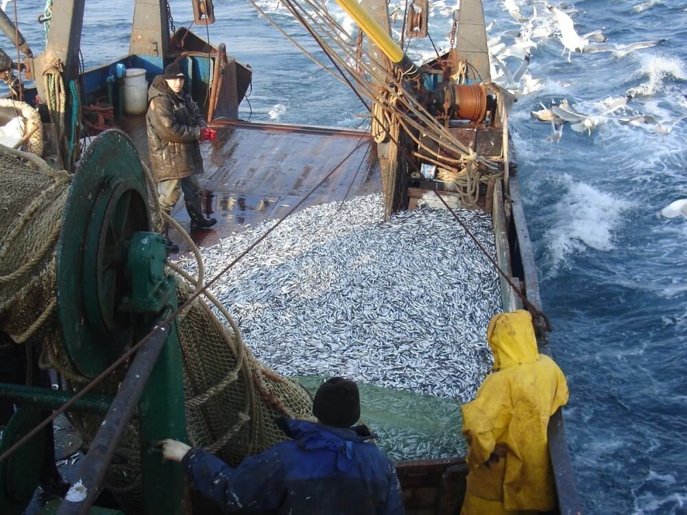 В Азово-Черноморском бассейне идет путина хамсы – выловлено более 13 тысяч тонн
