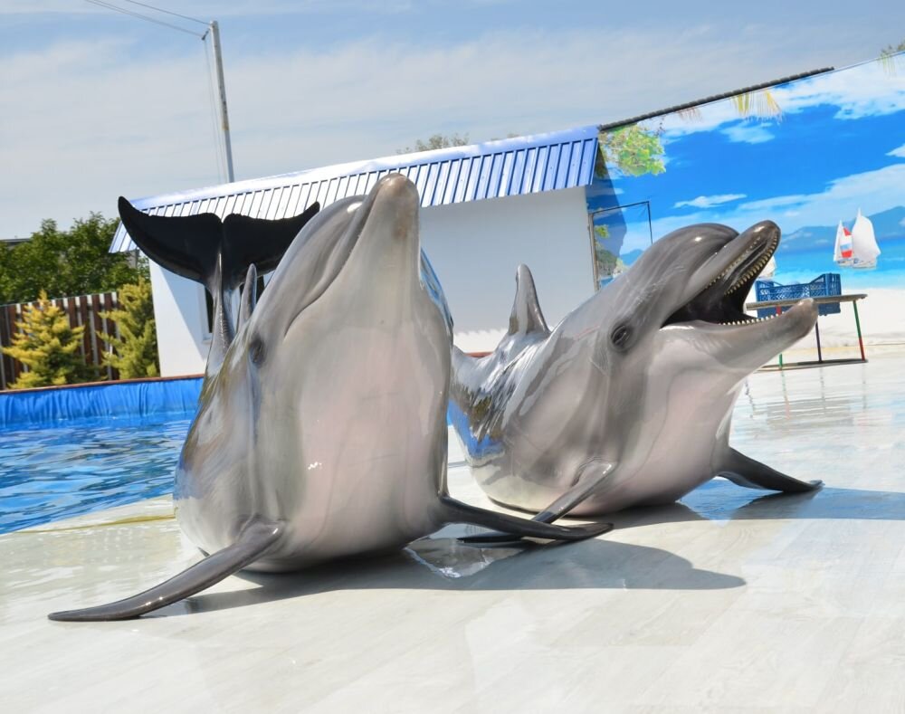 В Севастополе пока не удалось найти выпущенных на волю прирученных дельфинов