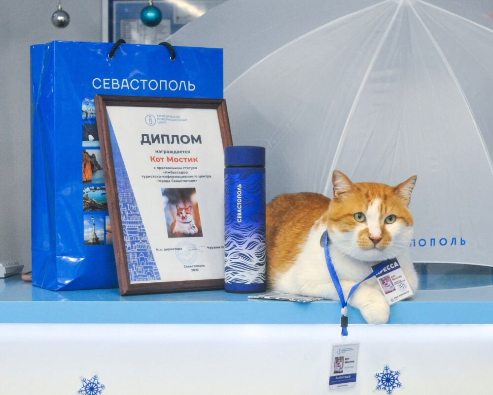 Знаменитый кот Мостик стал "послом" туристического Севастополя