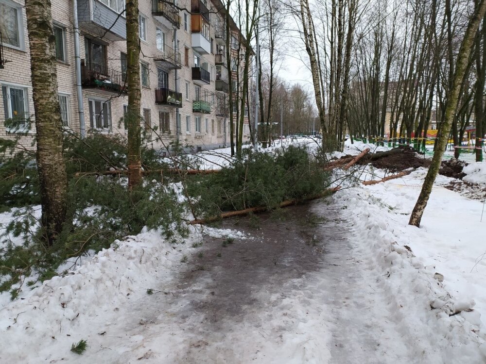 В петербургском детсаду на глазах у детей уничтожены здоровые деревья
