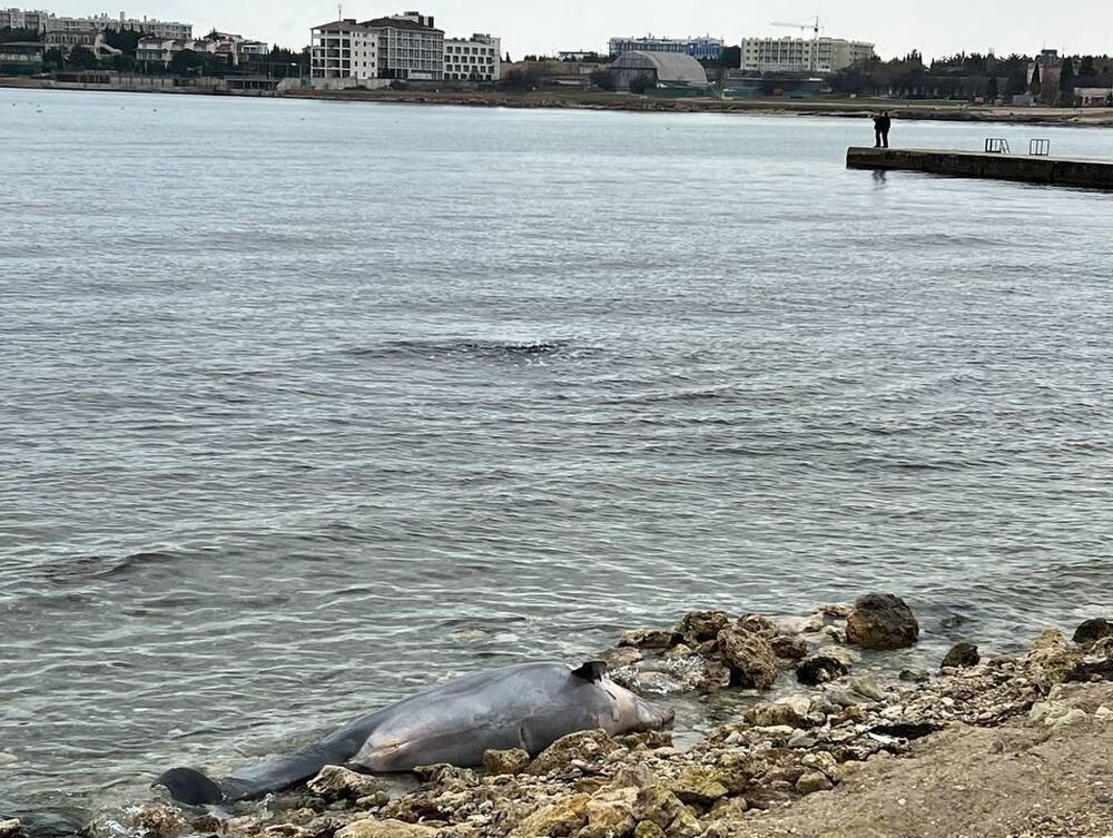 В первую неделю января в Крыму погибли 14 дельфинов – необычно много для такого промежутка времени