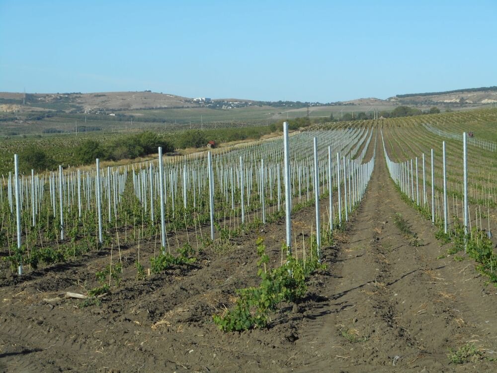 За минувшие два года в Севастополе заложили более 1145 гектаров "молодого" винограда