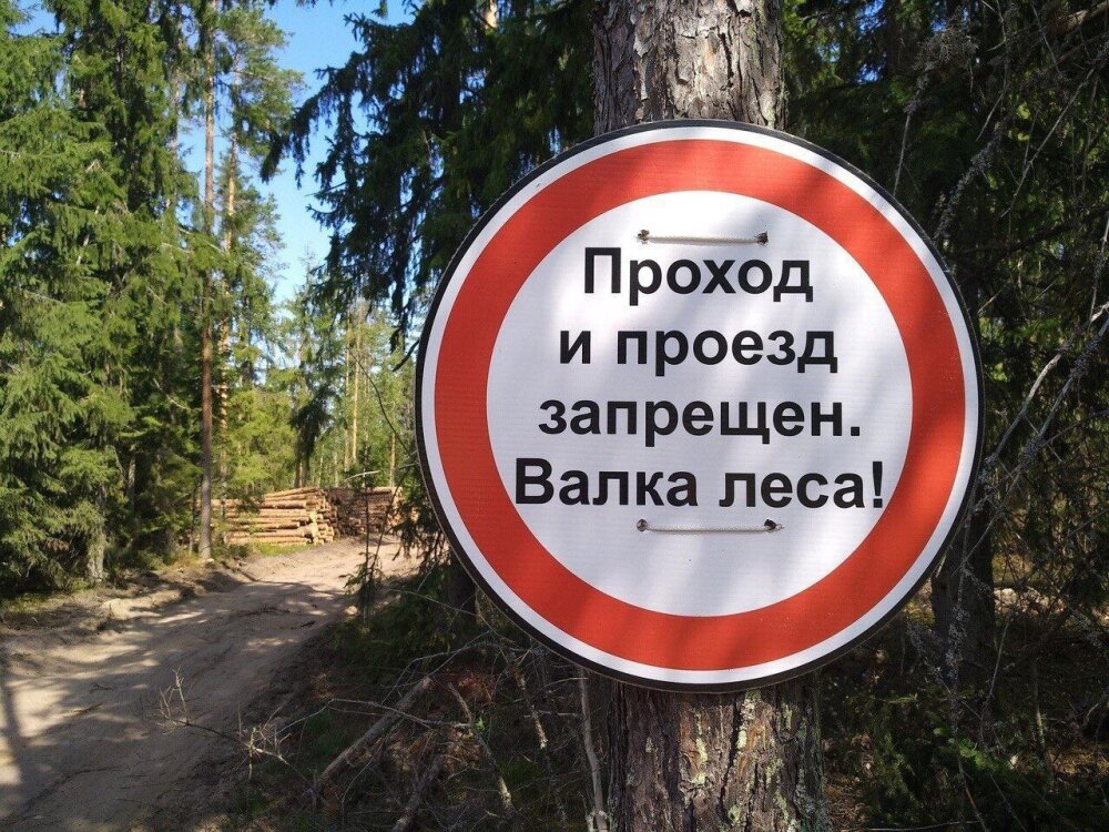 Строитель Приморского УПК уклоняется от обязанности восстанавливать уничтоженный им лес