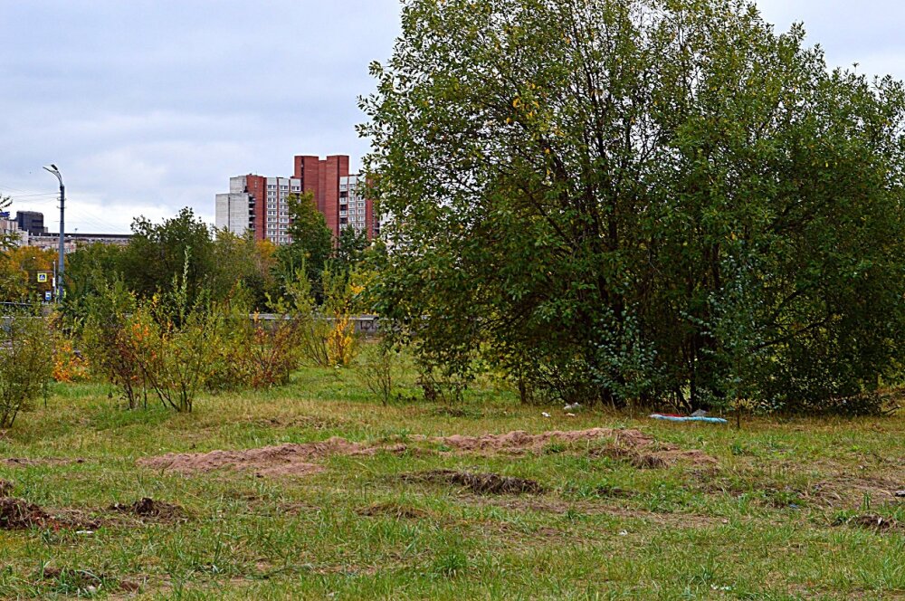В Петербурге СК занялся делом о продаже участка земли, где местные жители хотят видеть парк