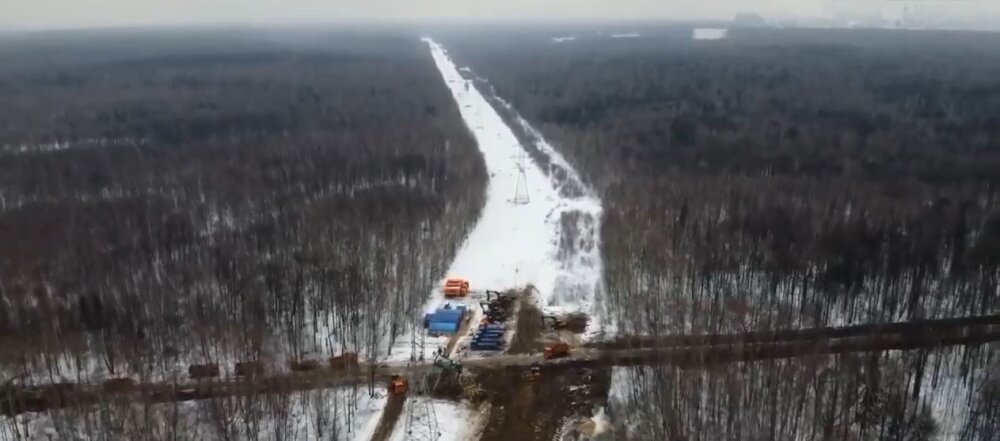 Московские леса рубят тайком и безнаказанно