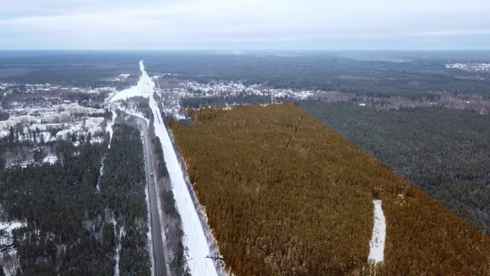 Элитная школа «Газпрома» вытесняет леса из окрестностей Петербурга