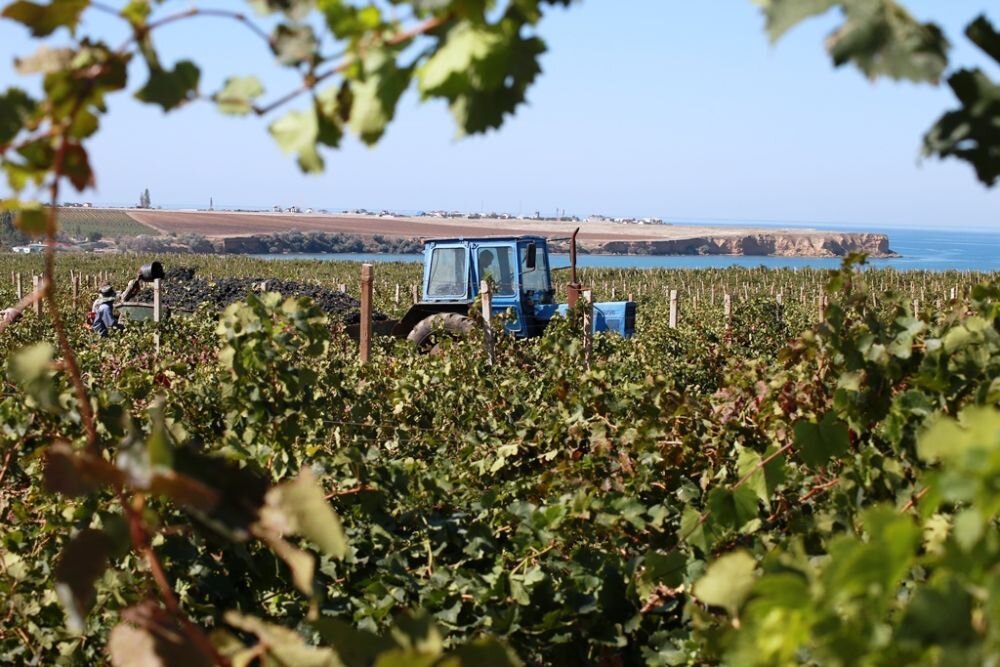 Площадь виноградников в Севастополе превысила 6 тысяч гектаров