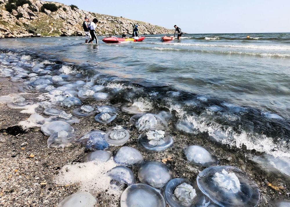 Черноморские технологи начали эксперименты по пищевой переработке медуз и разведению дальневосточных устриц