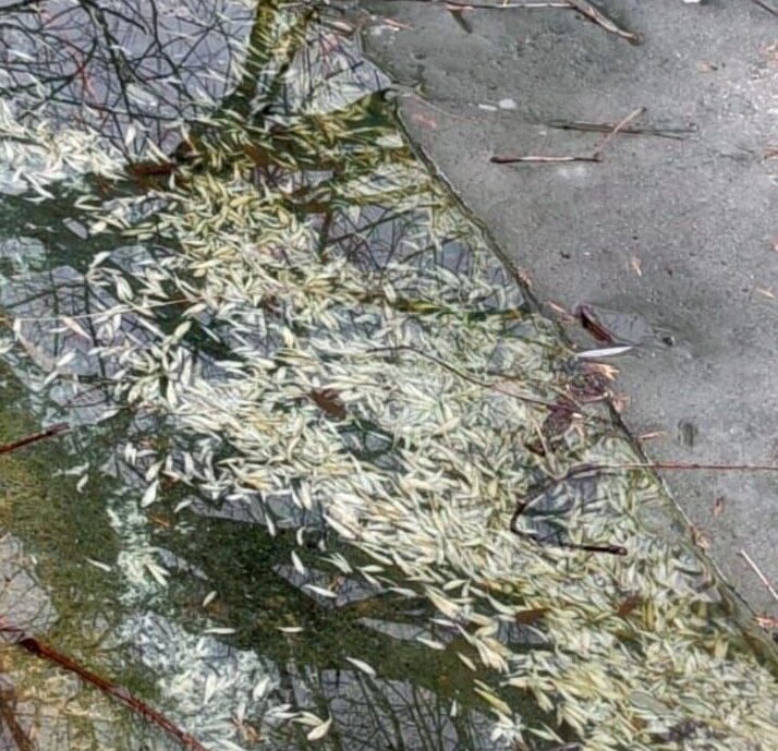 В водоемы парка «Измайловский» были слиты нефтепродукты