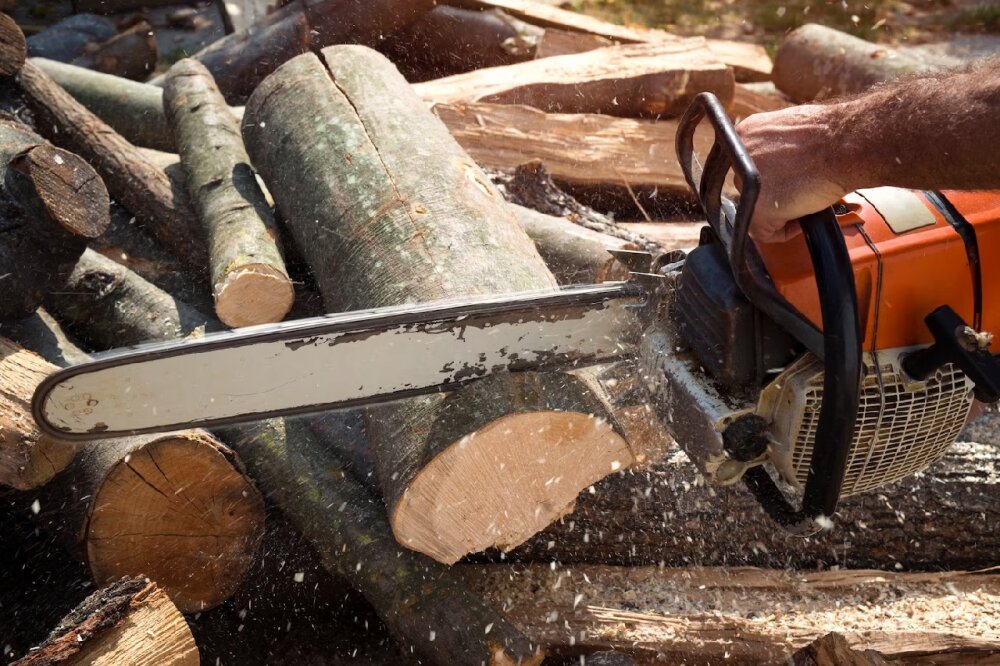 Петербургская природоохранная прокуратура расследует незаконную вырубку деревьев