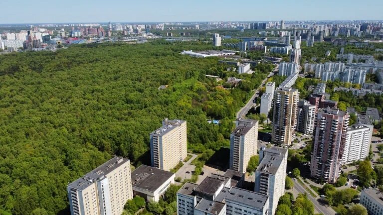 Над Алешкинским лесом снова нависла угроза вырубки » FederalCity.ru