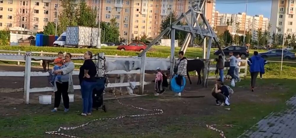 В Ново-Переделкино по решению местных властей снесли конюшню