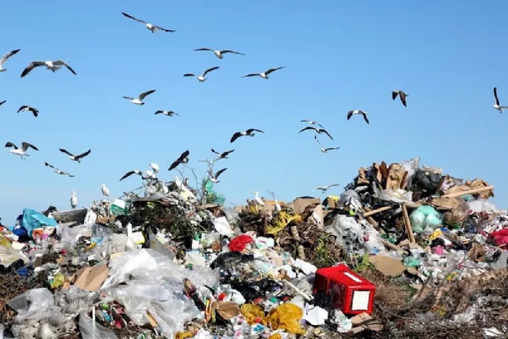 В Петербурге суд обязал компанию-утилизатора мусора заняться изучением птиц