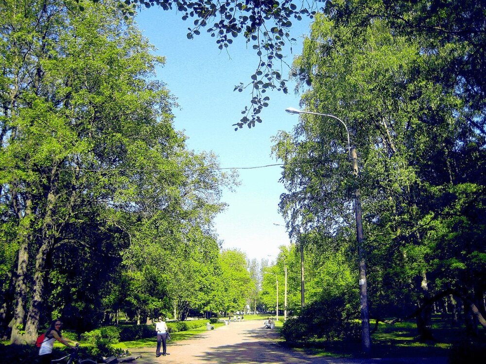 В Петербурге новая трасса пройдет через охраняемый парк