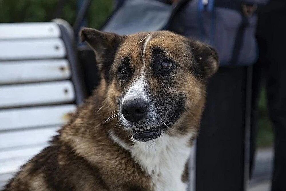 Россияне предлагают собрать средства на памятник ялтинскому псу Мухтару