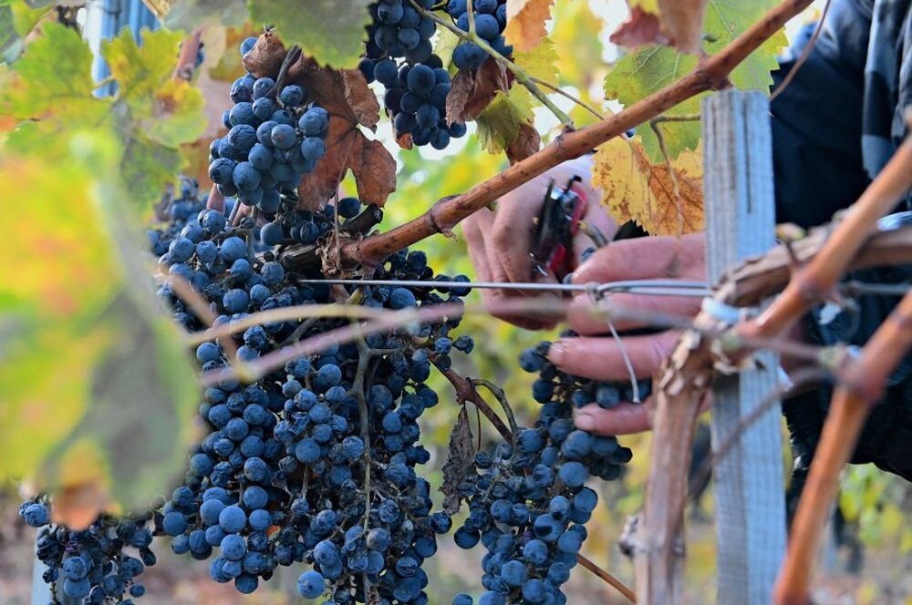 В пригородной зоне Севастополя приступили к сбору винограда