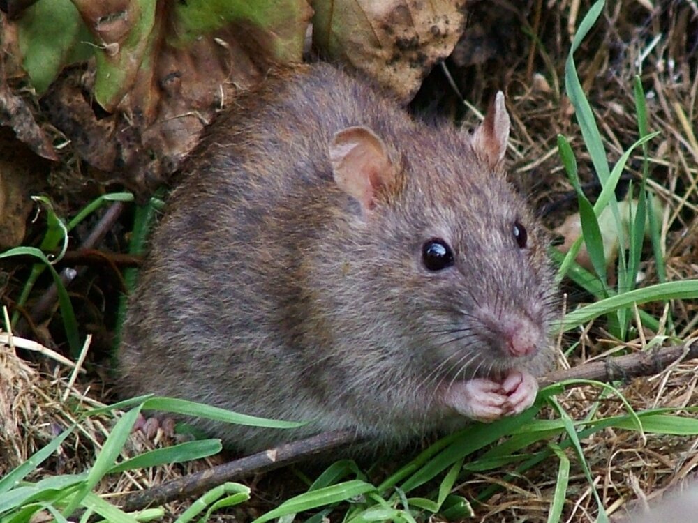 Петербуржцы снова массово жалуются на расплодившихся крыс