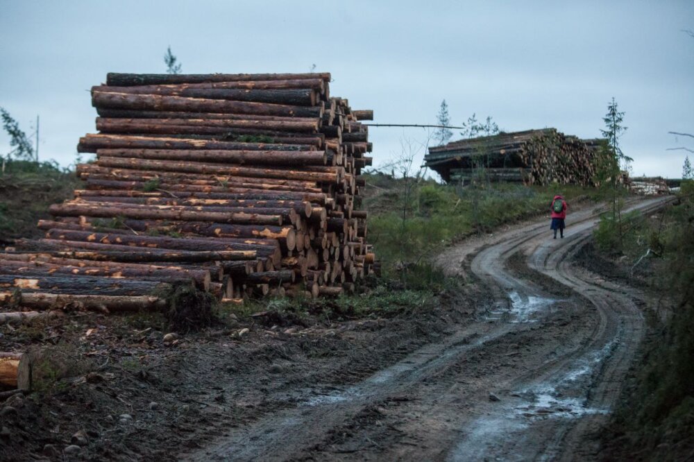 Продолжается судебный процесс об ущербе экологии Ленобласти от Приморского УПК