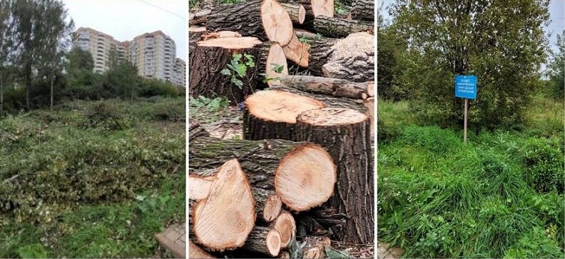 В лесах Московского региона остается все меньше деревьев