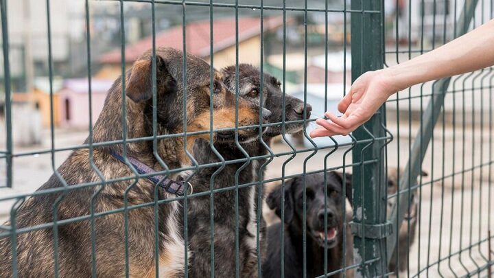 Приюту для животных на полигоне «Малинки» нужна помощь с транспортной доступностью