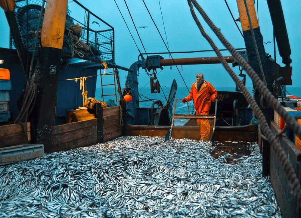 Российские рыбаки опережают объемы вылова на 3% по сравнению с прошлым годом